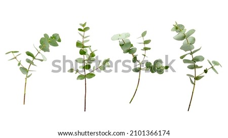 Set of eucalyptus branches with leaves isolated on white background. Royalty-Free Stock Photo #2101366174