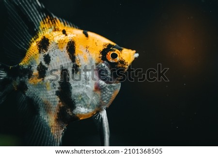 Angelfish panda aquarium fish tank