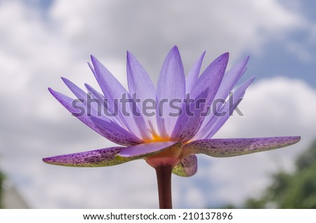 Single lotus flower on the sky