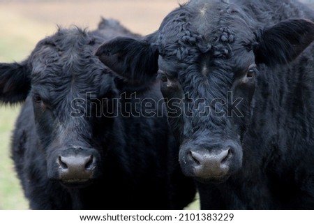 Two Black Cows Close Up Portrait Standing in a Pasture in Rural Farmland in Vinita, Oklahoma