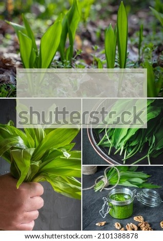 Wild garlic. Collage of four images - fresh harvested wild garlic and homemade pesto . Mood board. Social media template with copy space.