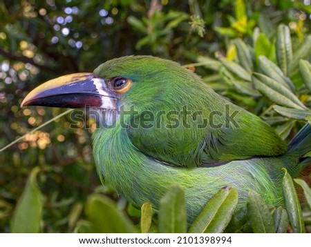 Macro photography of a young white-throated toucanet perched in a tree, captured in a forest near the colonial town of Villa de Leyva in central Colombia.