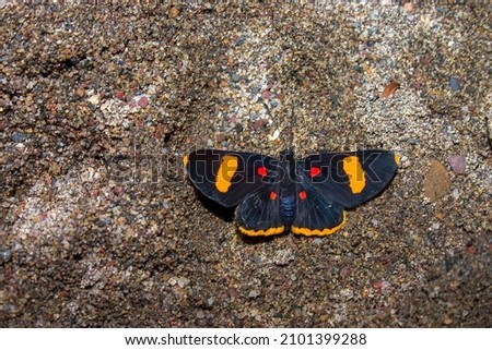 Close-up photography of an electron pixie butterfly laying on the sand at the edge of the Suarez river, near the town of Barichara in the eastern Andes range of central Colombia.