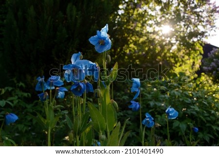 Meconopsis - blue poppy flowers