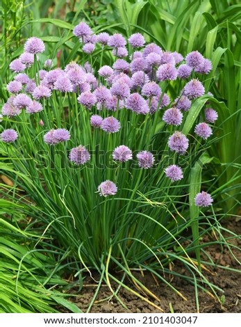 Decorative onion grows and blooms on a flower bed in the garden Royalty-Free Stock Photo #2101403047
