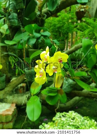 A picture of a moth orchid growing in a Botanical garden in Vietnam