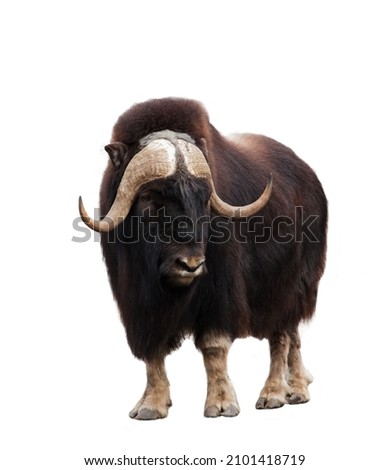 Closeup of musk-ox head isolated on white background Royalty-Free Stock Photo #2101418719