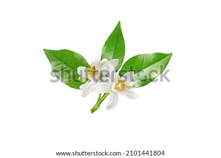Neroli blossom branch with white flowers, buds and leaves isolated on white. Orange tree citrus bloom. Royalty-Free Stock Photo #2101441804