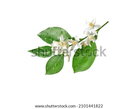 Orange tree branch with flowers and rain drops isolated on white. Neroli blossom. Citrus bloom. Royalty-Free Stock Photo #2101441822