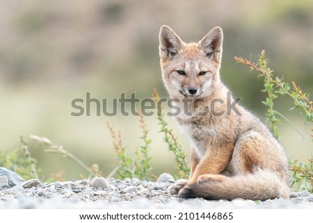 A cute South America Grey Fox cub is sitting on the gravel road and looking towards you in Torres del Paine