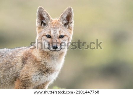 A close-up of a South America Grey Fox youngster with a bokeh background in Chile