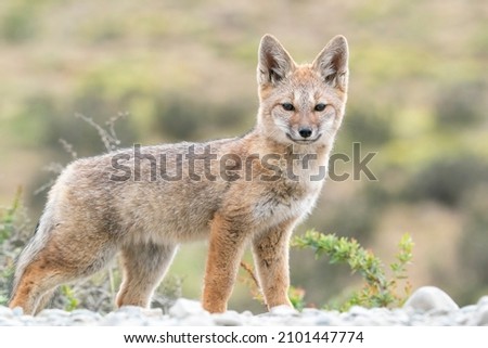 A young South American Grey Fox is standing on the grey road with a green background in Patagonia Chile