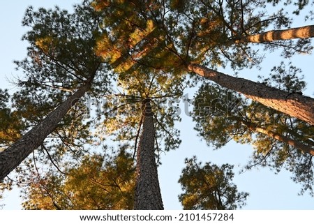 Looking up at Loblolly yellow pines in North Carolina Royalty-Free Stock Photo #2101457284