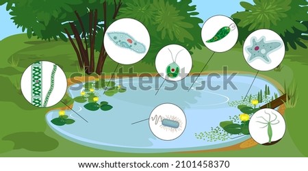 Pond biotope with microscopic unicellular organisms: protozoa (Paramecium caudatum, Amoeba proteus, Chlamydomonas, Euglena viridis), green algae (Chlorella, Spirogyra) and bacteria Royalty-Free Stock Photo #2101458370