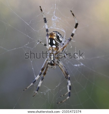A macro shot of Western Spotted Orbweaver spider on a blurred background Royalty-Free Stock Photo #2101472374