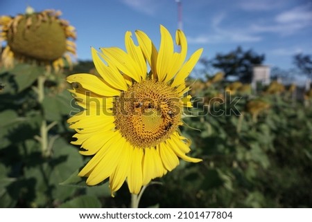 Sunflower in the agricultural plot on the morning for selective focus.Agricultural industry and ecotourism in Thailand.