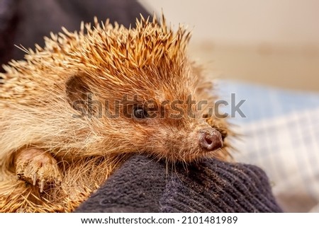 Portrait of a hedgehog with a dirty muzzle. An ordinary hedgehog.