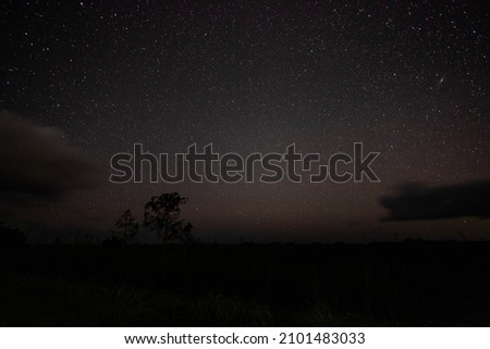 Starry night in the Everglades