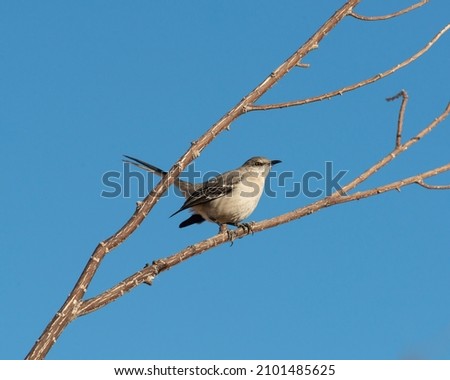 Northern mockingbird (Mimus polyglottos) sitting on a branch in Clark County Wetlands Park, Henderson, Nevada