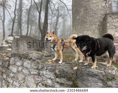 Cute brown and black Shiba Inu breed dogs with collars in the park in autumn