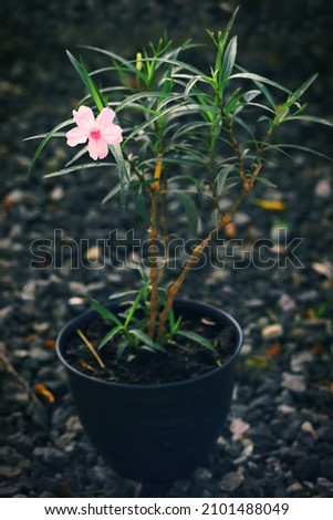 Ruellia flower plant growing on pot
