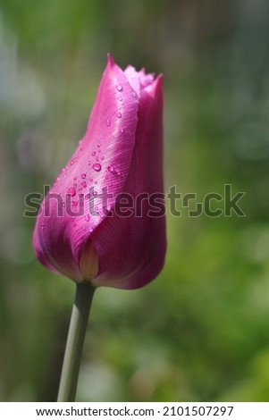 Blurred effect. Close up horizontal image of Pink flower Tulip in spring garden. Tulip on green background. First spring flowers. Floral background. Spring .Raindrops or dew on the leaves of flowers. 