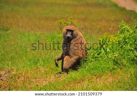 Baboon in Masai Mara National Reserve