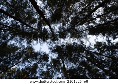 Tall Pine Trees In Forest During Sunset. silhouette pine trees with drawn sky.