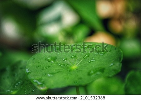 Large beautiful drops of transparent rain water on a green leaf macro. Drops of dew in the morning glow in the sun. Beautiful leaf texture in nature. Natural background
