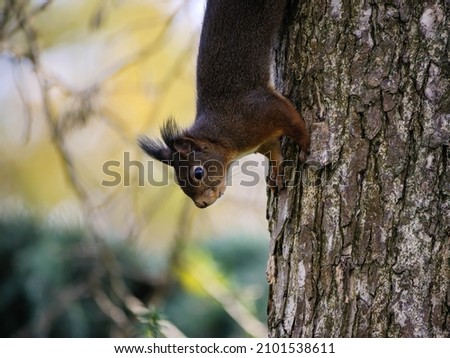 A cute lovely squirrel on a tree in the forest during the daytime