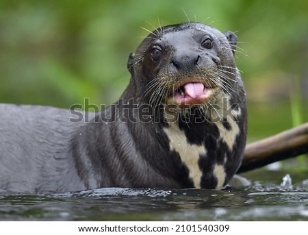 Giant otter with open mouth and tongue out. Giant River Otter, Pteronura brasiliensis. Natural habitat. Brazil