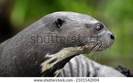 Giant otter in the water. Giant River Otter, Pteronura brasiliensis. Natural habitat. Brazil