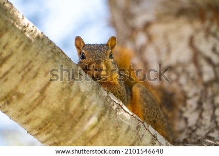 Eastern Fox Squirrel (Sciurus niger) resting on a branch. 