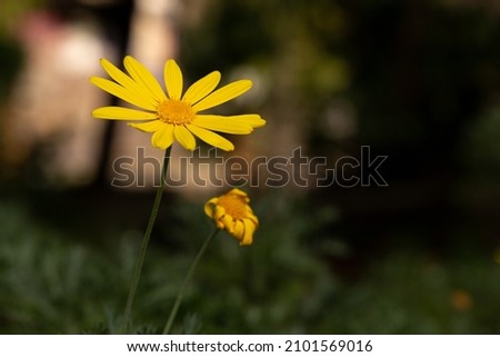 Background photo of yellow Euryops pectinatus daisy on blurred background. Near it is a wilted daisy. Close-up yellow daisy photo. Pollen of fresh flower in selective focus.
