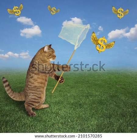 A beige cat with a butterfly net catches gold winged dollars in the meadow.