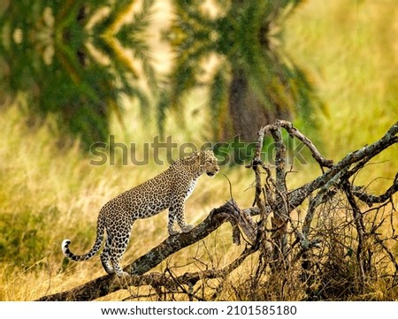 A cheetah in the branches of a tree, Cheetah in the tree in Serengeti, Tanzania
