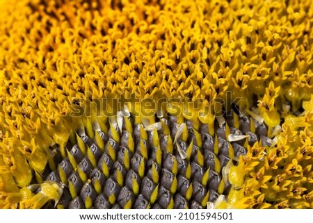 sunflowers blooming in the summer, an agricultural field where beautiful yellow sunflowers bloom