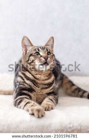 A kitten with black streaks on its fur lies on its couch and follows the toy out of the frame with its eyes. The picture was taken indoors with a well-groomed pet