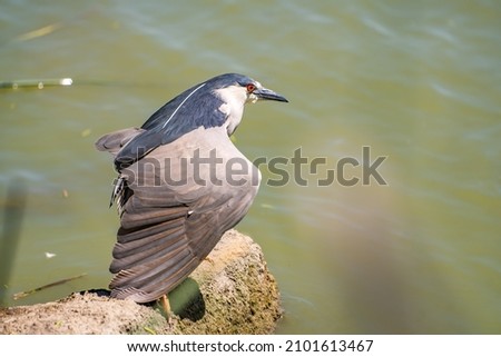 Black-crowned night heron (Nycticorax nycticorax) stands on a stone with its wing down.  