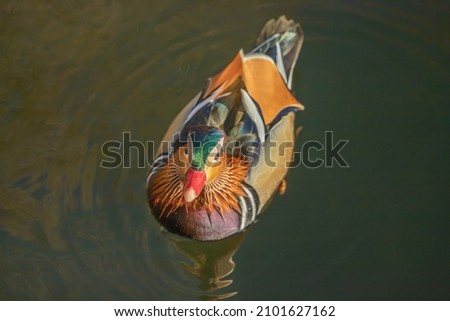 Drake of mandarin duck (Aix galericulata) swimming and looking curious.