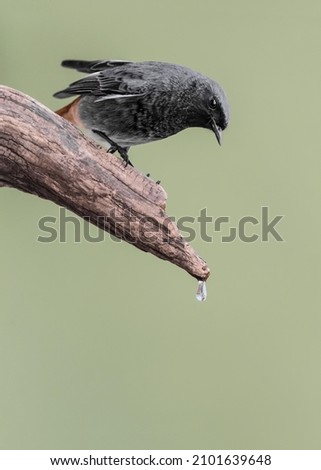 The black redstart is thirsty in summer season (Phoenicurus ochruros)