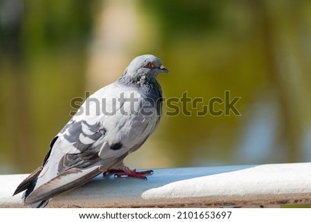 Blue pigeons (Columba Livia) is on marble ballustrade in the park. Bird is illuminated by the bright summer sun. Blurred background