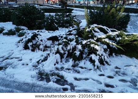 Small tree under snow cover with nice background