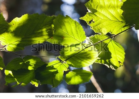 Green tree leaves are in a sunlight, close up natural photo