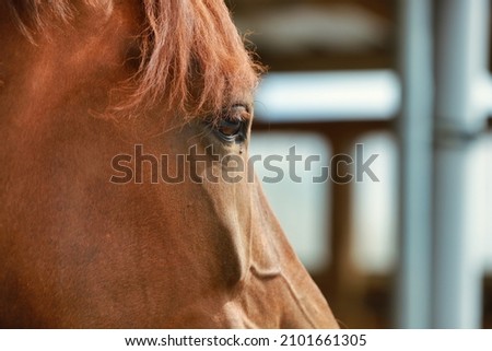 The picture is taken in landscape format and shows a close-up of a horse's head with focus on the eye.
