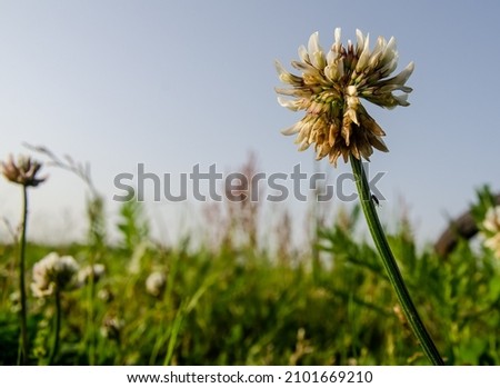 Small insect climbing a clover flower