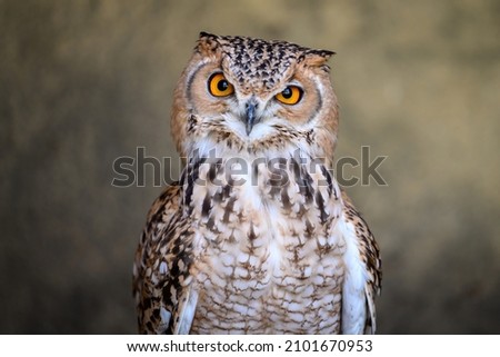 Close-up of a pharaoh eagle owl.