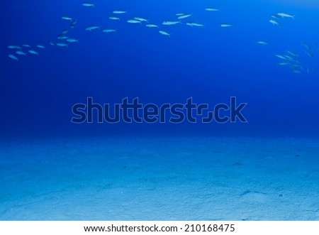 Fishes in the depth of blue sea.