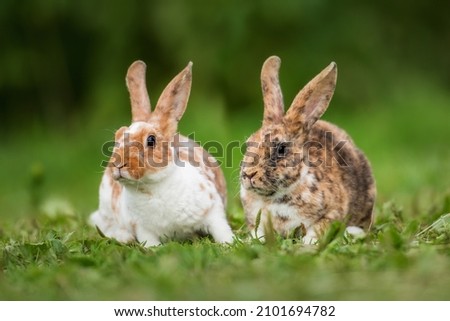 Two little mini rex breed rabbits in summer