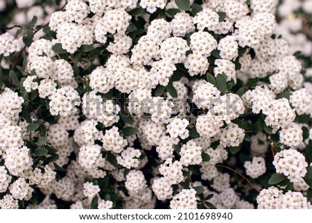 many beautiful large white flowers on the garden bush Spiraea vahouttei. landscape design, plants for home, wallpaper on a desktop. selective focus